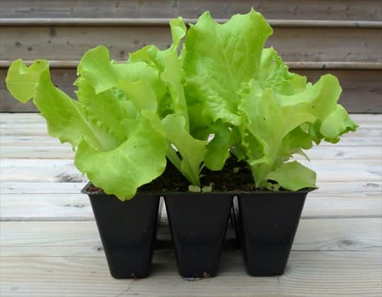 Leaf lettuce seedlings in cell pack