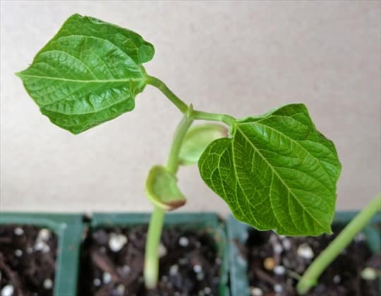 Yellow Pole Bean Seedling