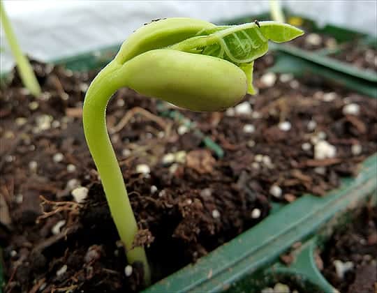 Sprouting Bean