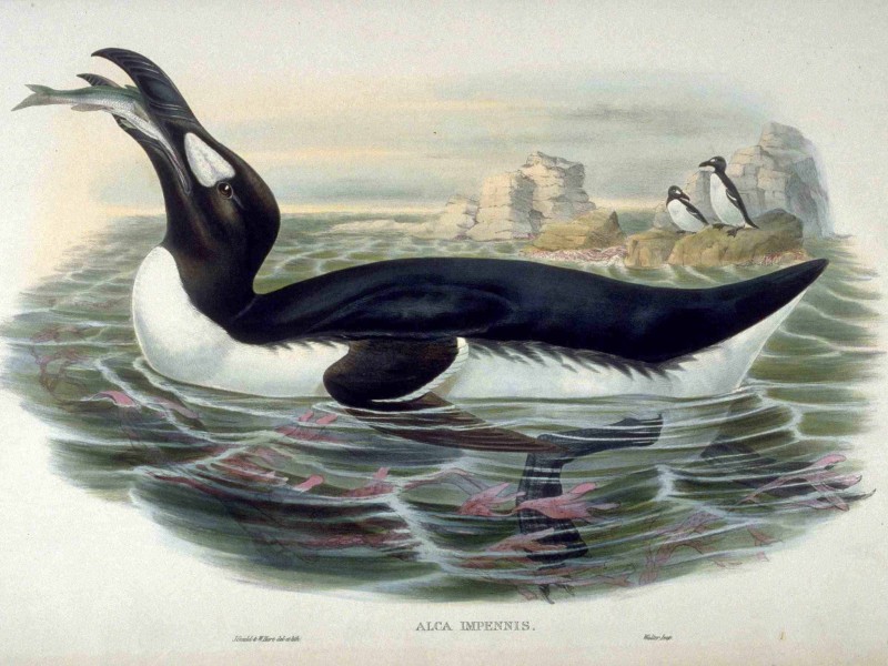 aka The Great Auk (Pinguinus impennis)