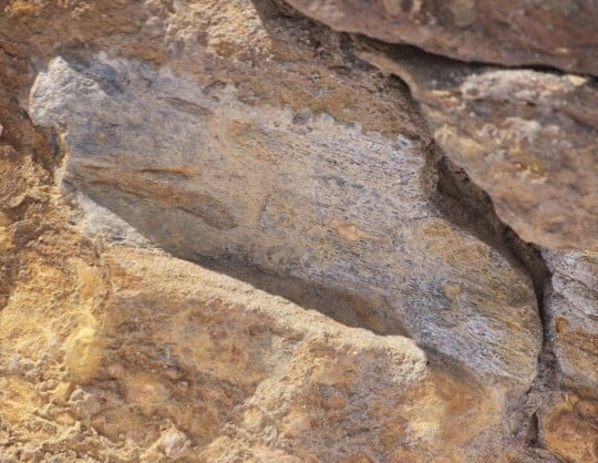 Northwest Cove fossil bone